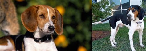 Treeing Walker Coonhound Vs American Foxhound Breed Comparison