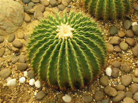 El 30 De Las Especies De Cactus Están En Peligro De Extinción