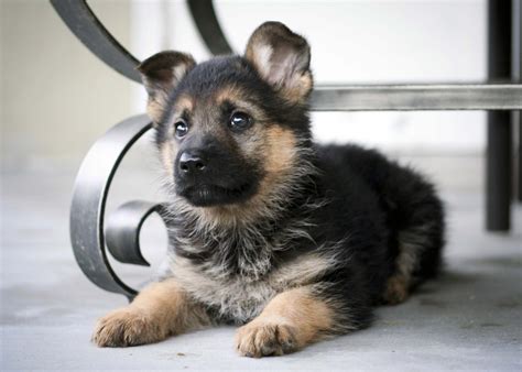 7 Facts About The German Shepherd Animalso