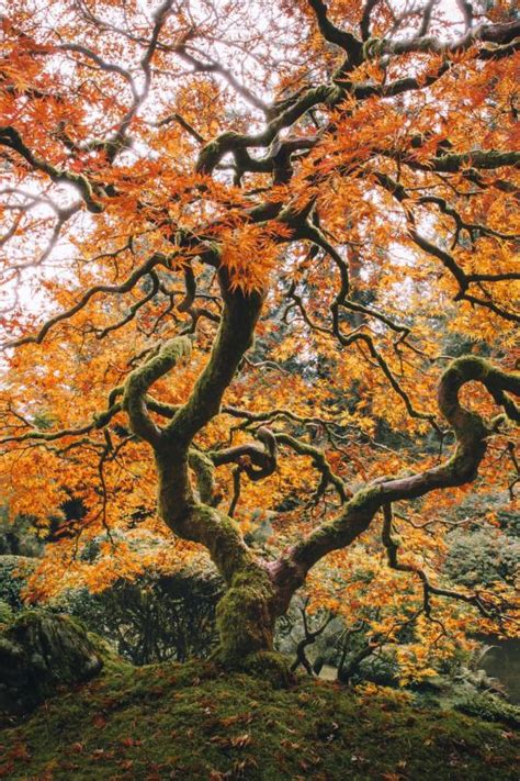 Fall At The Japanese Gardens Japanese Garden Tree Wallpaper
