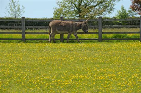 Donkey In A Lush Summer Field Stock Image Image Of Buttercups Animal