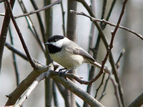 Black And Gray Bird Gray Some Glam Pinterest