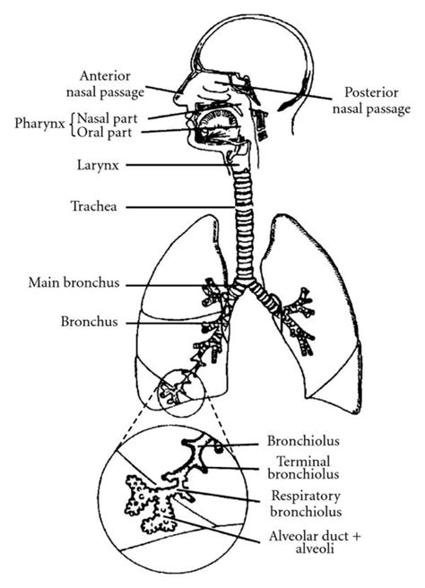 Schematic Of The Human Respiratory System Adapted From