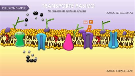 Transporte a través de membrana celular Enseñanza biología Biología celular