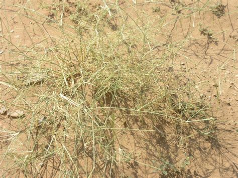 Desert Grass Panicum Turgidum Feedipedia