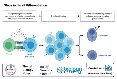 B Cell B Lymphocyte Definition Types Development Applications