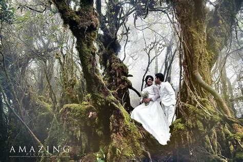 The swirling and twisted barks of trees are all draped in moss and ferns, hence the name, mossy forest. Wedding outdoor photoshoot mossy forest cameron highland ...
