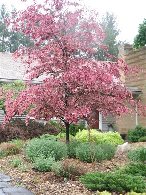Tricolor Beech In The Spring Landscaping Trees Front