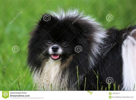 Cute Brown And White Pomeranian Dog Stock Photo Image Of Walk Pure
