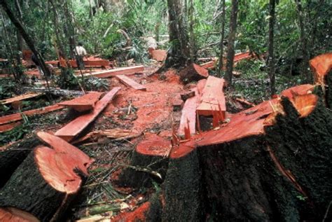 Pelaku Illegal Logging Ditangkap Sedang Melakukan Penebangan Liar Di ...