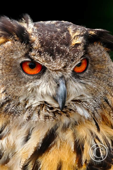 European Eagle Owl Portrait Birds Wildlife Photography By Martin