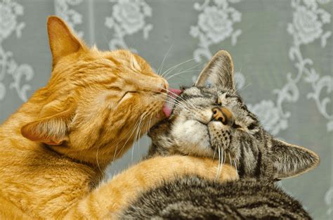 Why Do Cats Groom Each Other The Answer Will Surprise You Thecatsite