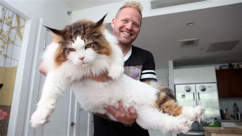 This Maine Coon Is The Biggest Cat In New York Wow He Is Big