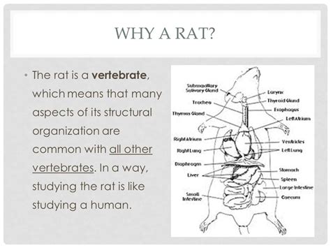Rats Anatomy Anatomical Charts And Posters