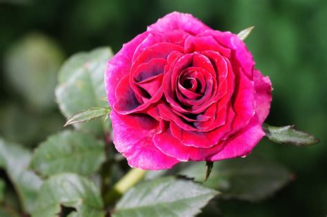 Red Rose Flower Garden Free Photo On Pixabay Pixabay