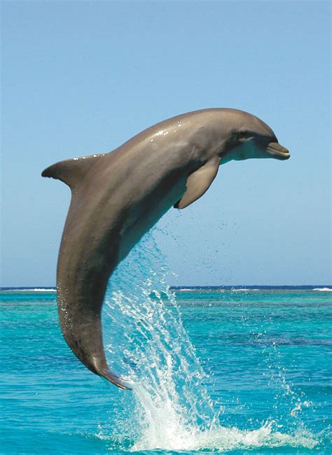 Bottlenose Dolphins Jumping