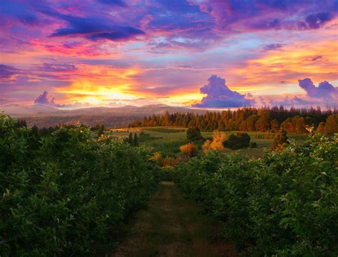 Placerville Apple Orchard Sunset Good Day Sunshine Placerville