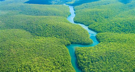 List Of 5 Countries With Largest Forests In The World By Yanuar Hadi