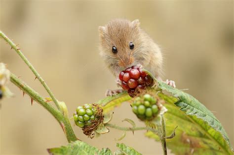 Photographing Harvest Mice Paul Miguel Wildlife Photography