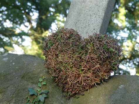 a heart shaped plant growing on the side of a tree