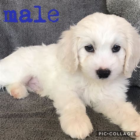 You will find cockapoo dogs and puppies for adoption in our california listings. Cockapoo Puppies For Sale | Fresno, CA #305093 | Petzlover