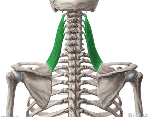 If youre looking to buy 25,000 training points please post two cards on the. Know your Muscles Series - Levator Scapulae.