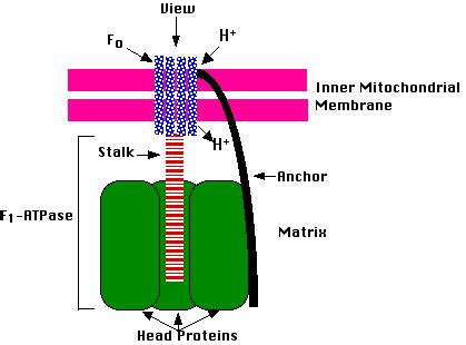 Atp is the main energy molecule used in cells. IB DP Biology Topic 2: Molecular biology 2.8 Cell ...