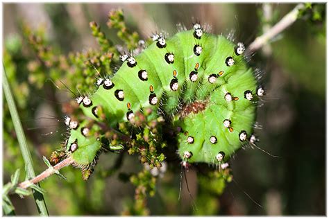 Aus Jeder Raupe Wird Ein Schmetterling Maren S Fotoblog