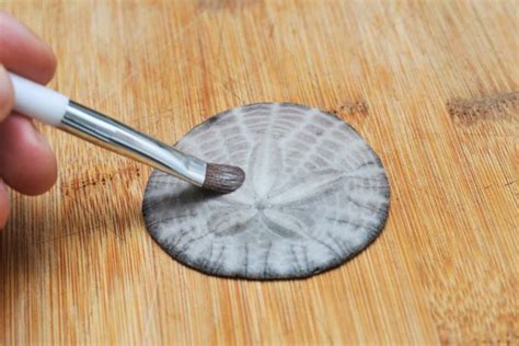 How To Find And Preserve Sand Dollars Sand Dollar Craft Sand Dollar
