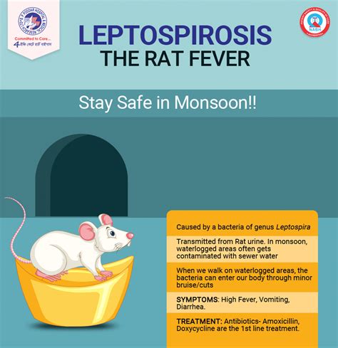 Leptospirosis The Rat Fever Bp Poddar Hospital