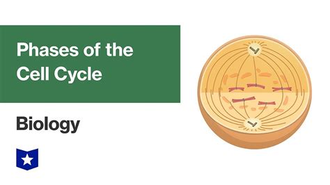 Phases Of The Cell Cycle Biology Youtube