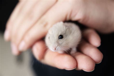 Choosing A Dwarf Hamster Cage