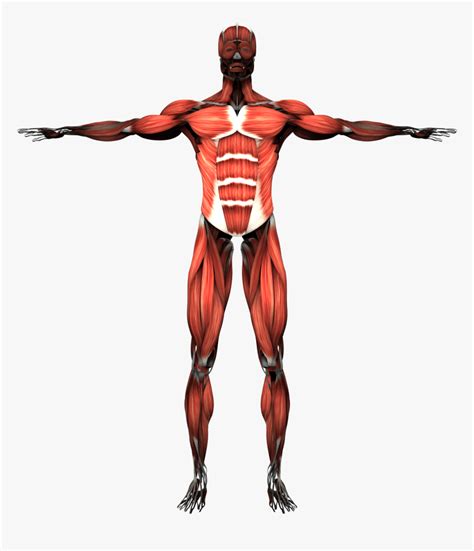 Muscular System Skeletal Muscle Human Body Human Skeleton Human Body