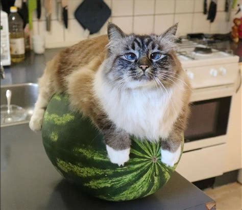 Honorable Collection Of Floofy And Majestic Cats Watermelon Cat