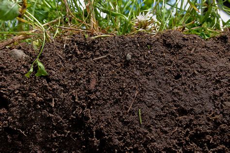 4 Tips For Building Soil From Scratch Hobby Farms