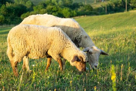 Sheep On The Meadow Eating Grass In The Herd During Colorful Sunrise Or