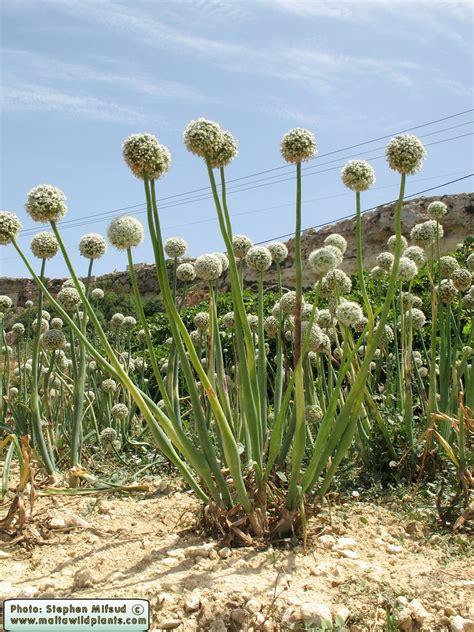 Allium Cepa 30 Uses In Hindi