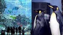 桃園XPARK水族館8月開幕！超夢幻展區、票價、交通資訊曝光 | Marie Claire 美麗佳人