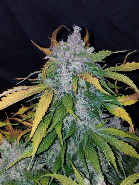 Fast Buds Stardawg Auto Feminised Seeds Natural Selection Leeds