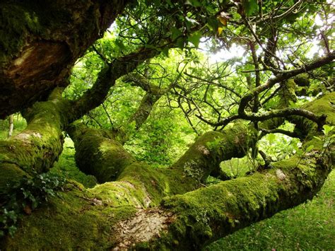 Moss Covered Oak By Estruda Beautiful Landscapes Beautiful Images