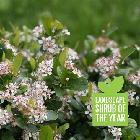 Shop.alwaysreview.com has been visited by 1m+ users in the past month Low Scape Mound® - Aronia melanocarpa | Flower landscape, Edging plants, Plants