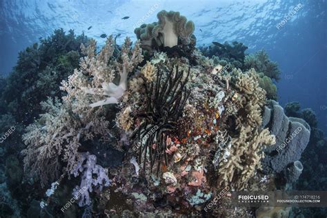 Diverse Corals Covering Healthy Reef In Indonesia — Komodo Island