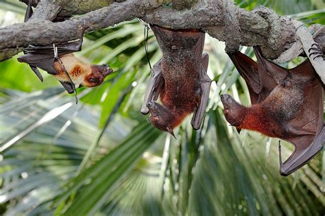 Malayan Flying Foxes Or Fruit Bats In Bild Kaufen 70517251 Lookphotos