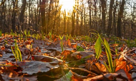 Early Spring In The Forest Stock Image Image Of Mountain 144507975