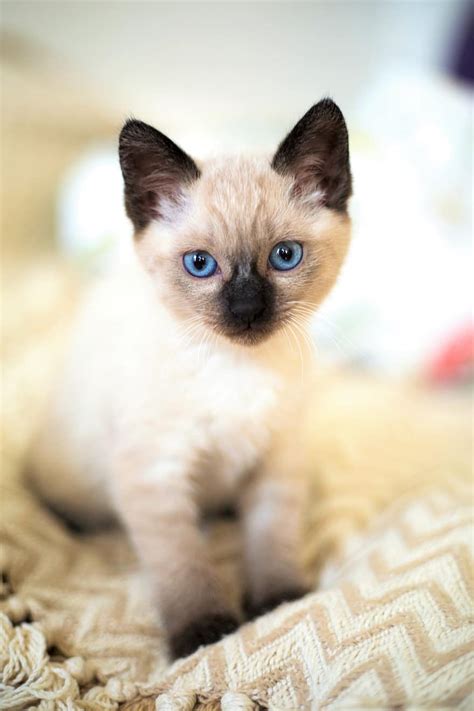 Cute Animals Little Pet Cat Kitten Thai Siamese Blue Eyes