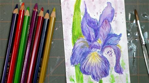 Blue Iris Mini Painting With Watercolor Pencils Youtube
