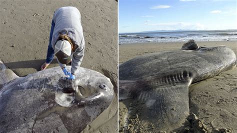 Rare Two Metre Sea Creature Washes Up On Beach