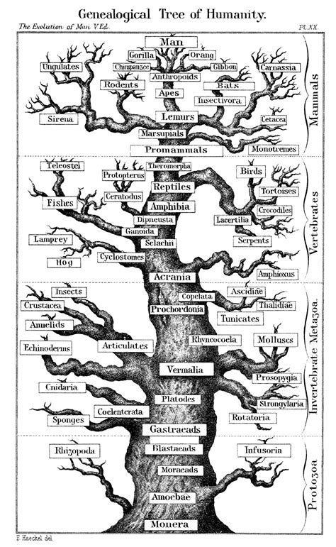 The Tree Of Life We Are Related To Every Living Thing Human