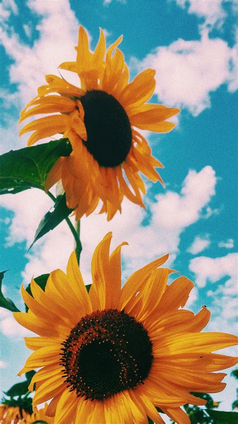 Clouds Sunflower Aesthetic Wallpapers Wallpaper Cave