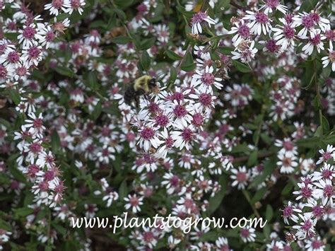 Lady In Black Aster Symphyotrichum Lateriflorus Plants To Grow Plants Database By Paul S Drobot
